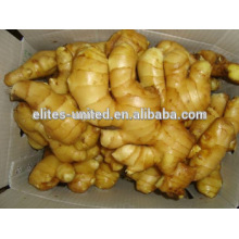 High Quality&Best Price 2014 Fresh Ginger